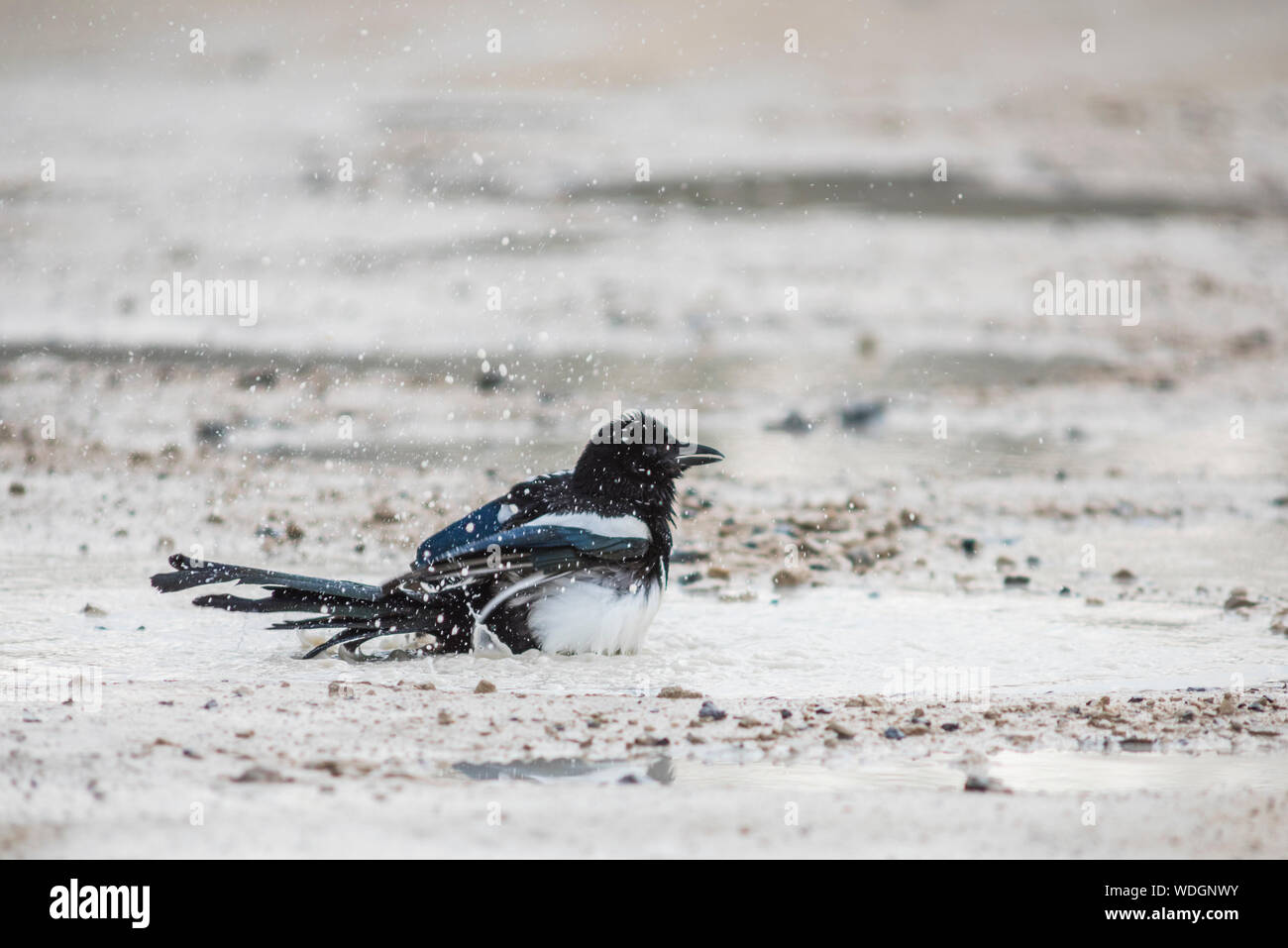 Magpie baden in einem Kalkhaltigen Pool. Stockfoto