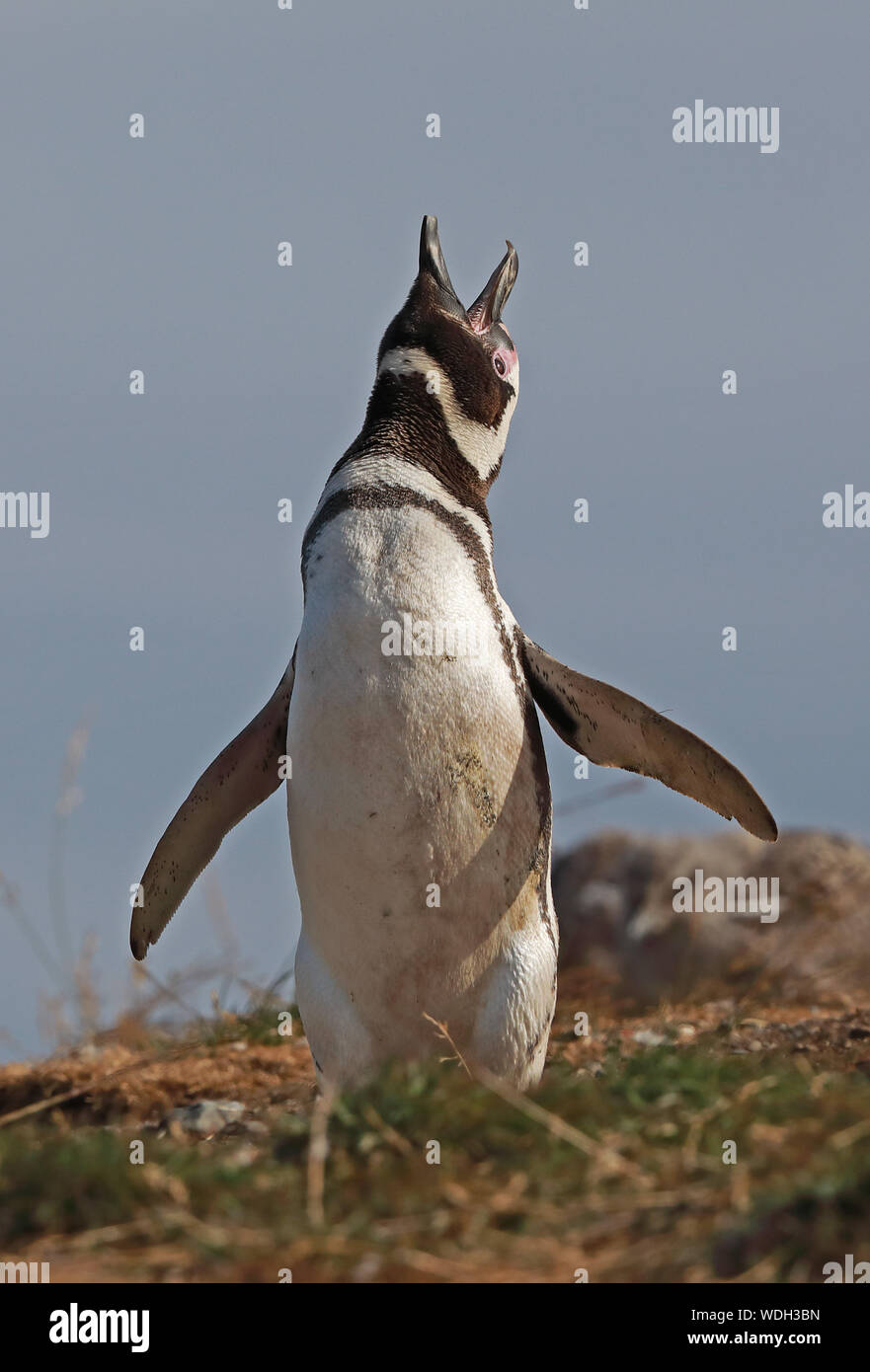 Magellanic Penguin (Spheniscus Magellanicus) Erwachsene in der Brutkolonie Aufruf Isla Magdalena, Chile Januar Stockfoto
