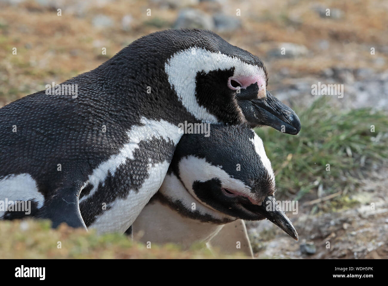 Magellanic Penguin (Spheniscus Magellanicus) Paar Paarung im Nest burrow Isla Magdalena, Chile Januar Stockfoto