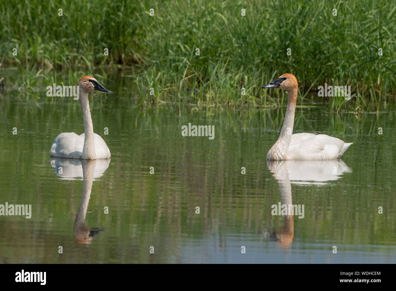 Nordamerika; USA; Alaska; Tanana Valley; Feder; Tierwelt; Vögel; Wasservögel; Trumpeter Swan; Cygnus buccinator. Stockfoto