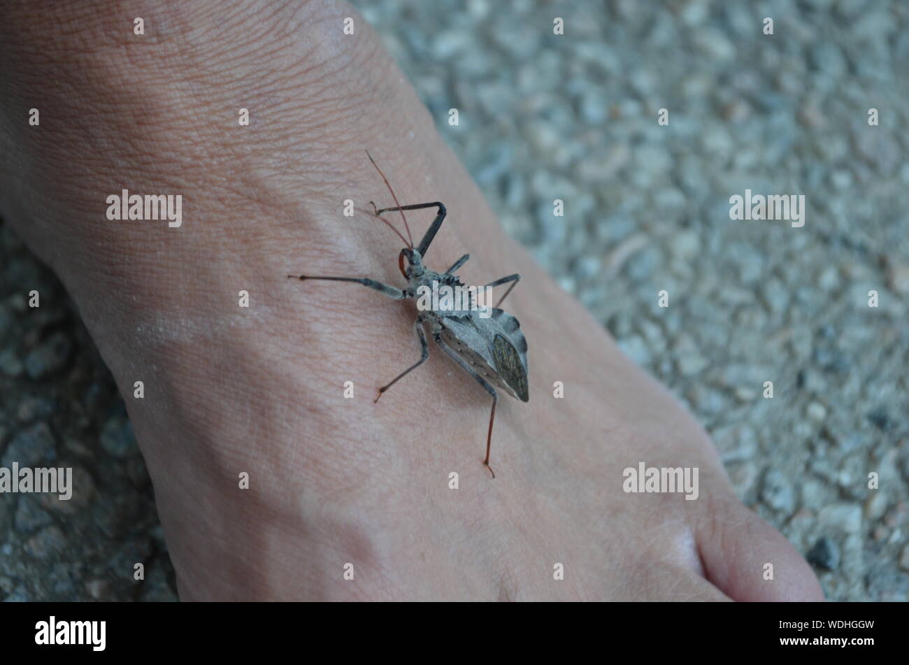 Bug Insekt kriecht auf Fuß Stockfoto