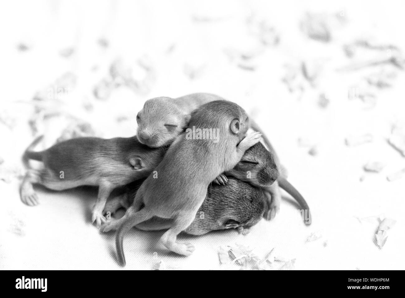 Schwarz-weiß Bild von kleinen niedlichen Mäuse Babys schlafen gepresst zusammen. Ansicht von oben Stockfoto