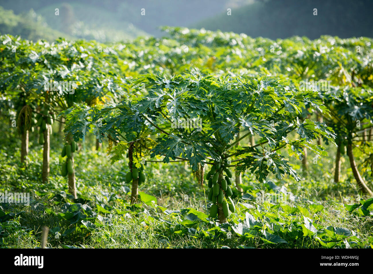 Papaya Plantation Stockfotos und bilder Kaufen Alamy