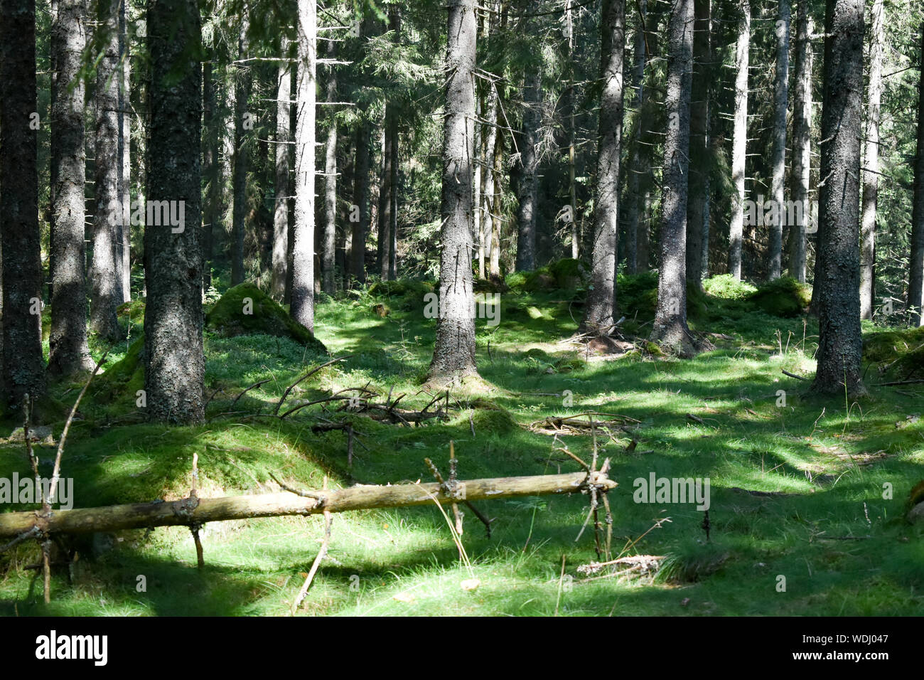 Grüne Tanne Wald auf sonnigen Sommertag. Stockfoto