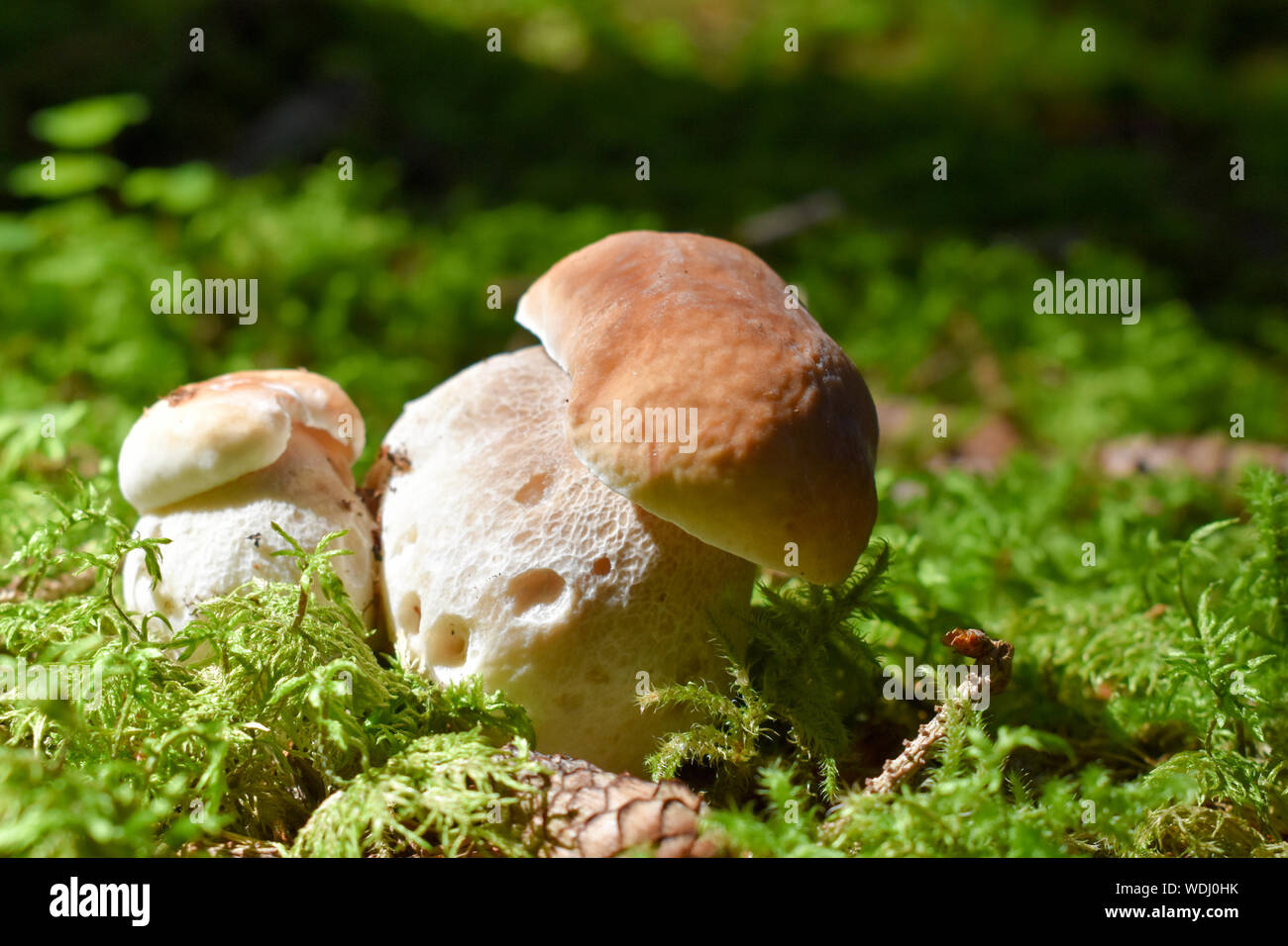 Doppel cep Pilze wachsen in Holz. Stockfoto