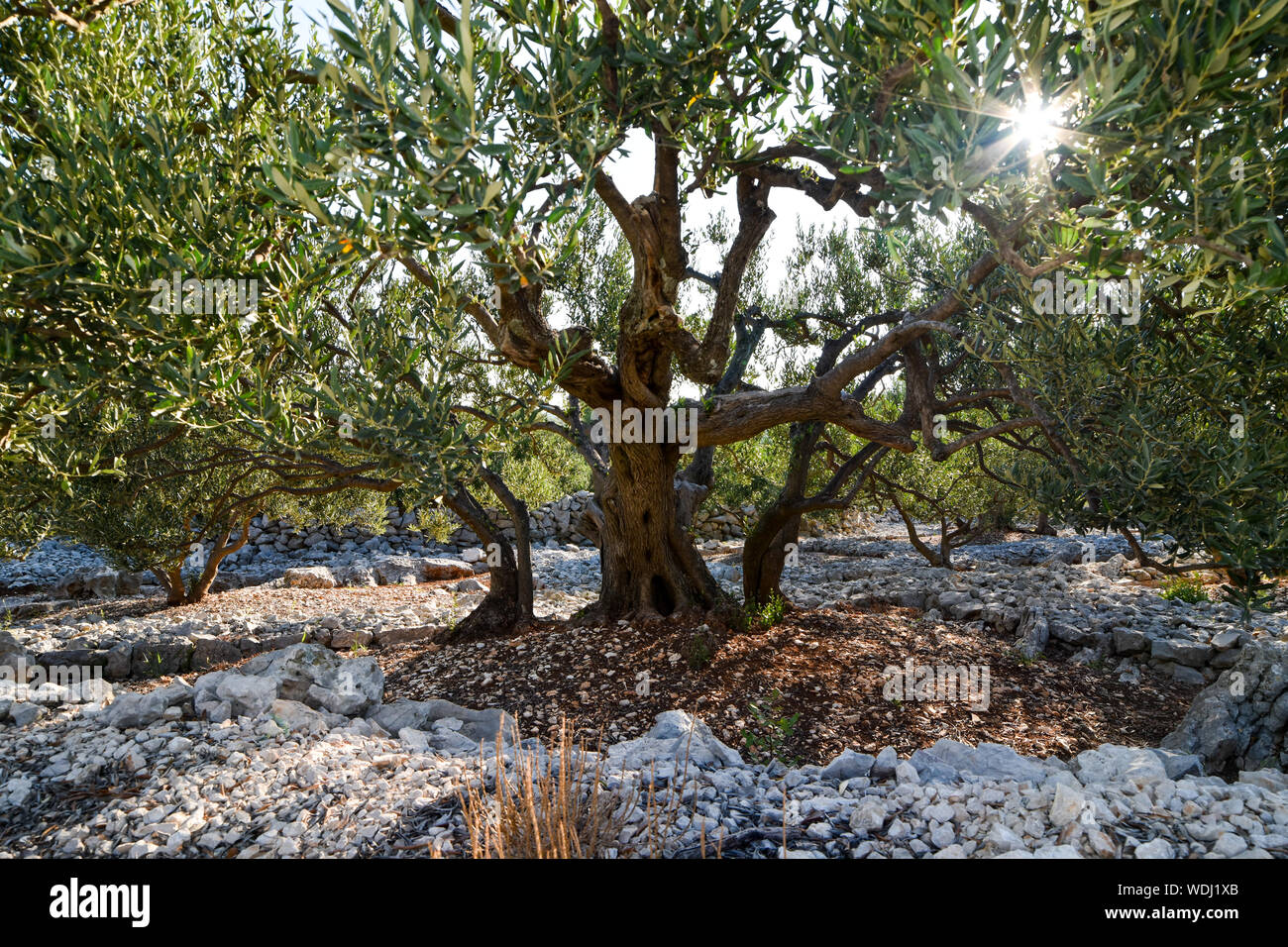 Olivenbäume wachsen in Feld mit Steinmauern. Stockfoto