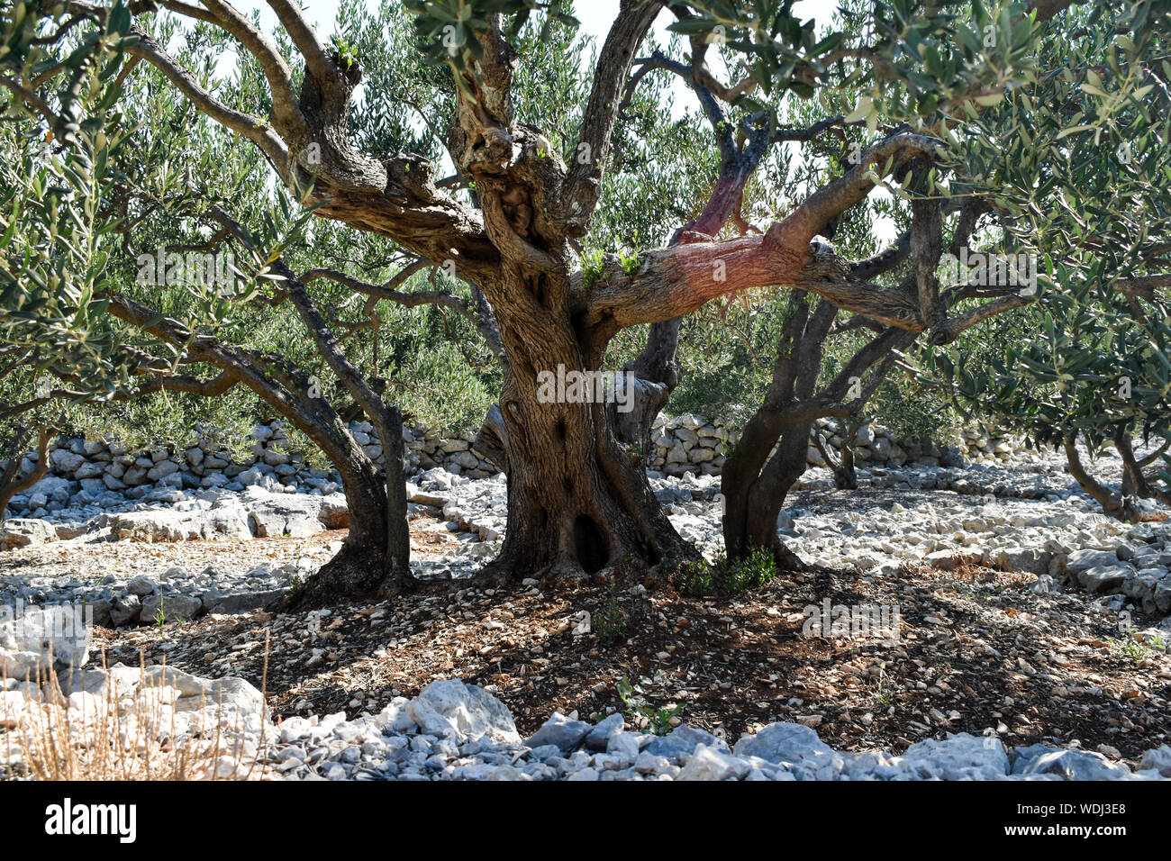 Alter Olivenbaum Stamm, Wurzeln und ste. Nahaufnahme Stockfotografie -  Alamy