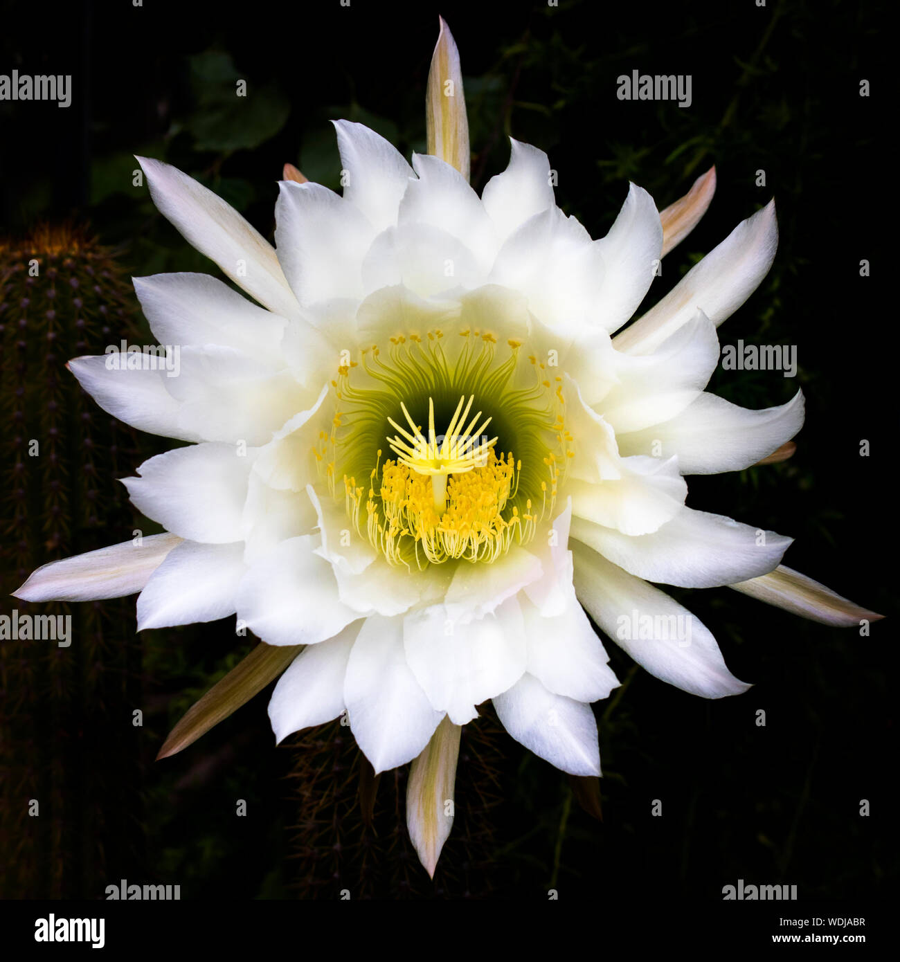 Extravagante Detail in riesigen weiß und gelb blühende Kaktusblüte. Stockfoto