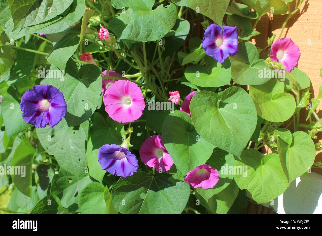 Rosa und Lila Morning Glories In der Sonne Stockfoto