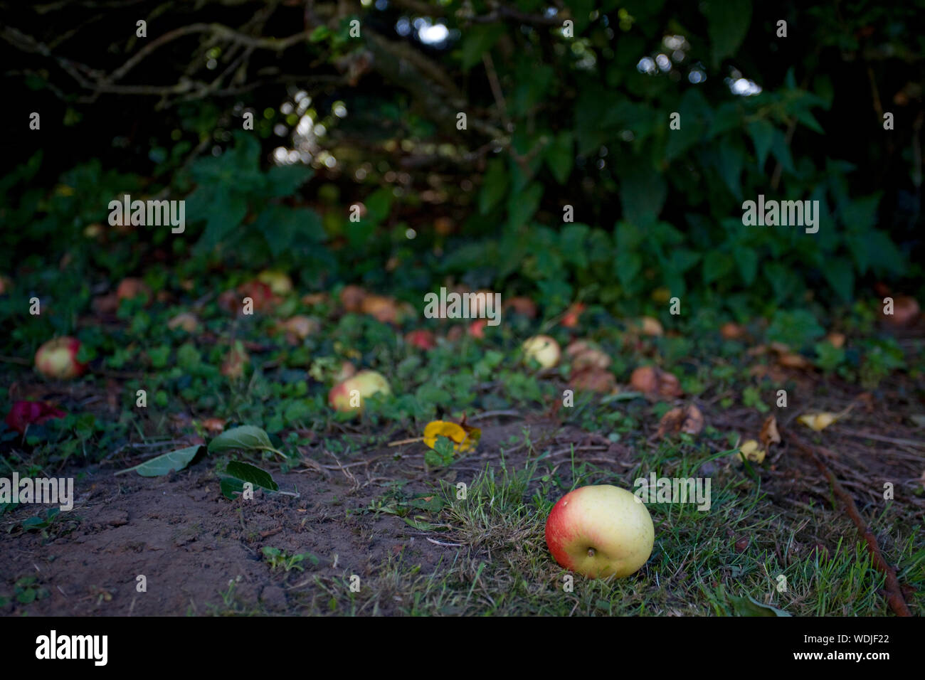 Windfall Äpfel auf dem Boden Stockfoto