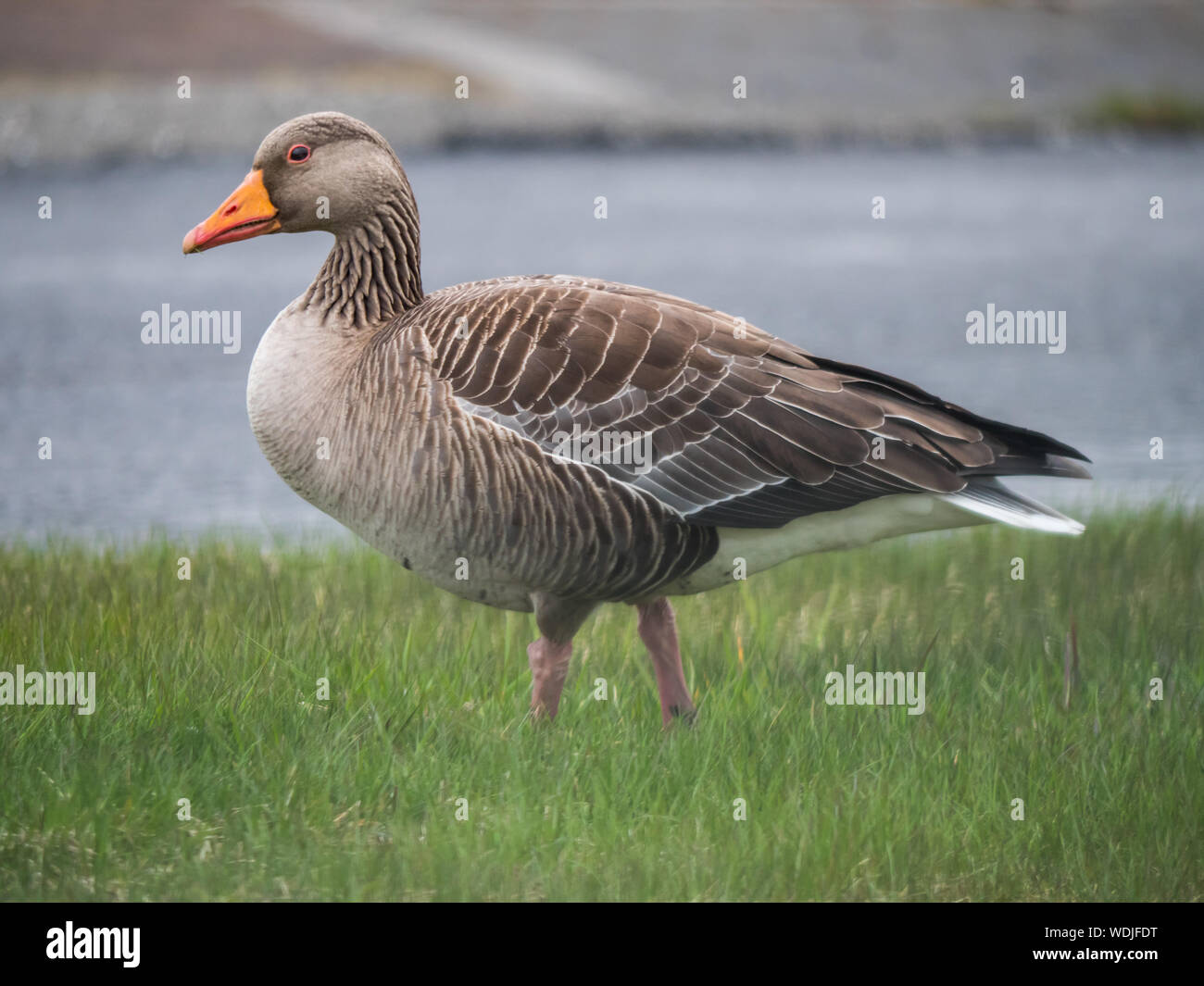 Anser anser - Graugans, eine Art Graugans in Island. Stockfoto