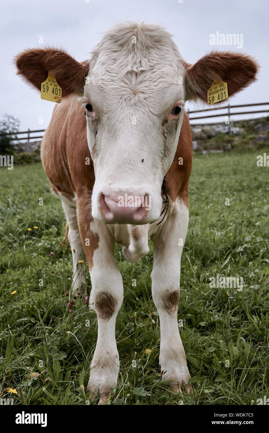 Nahaufnahme einer Milch Kuh auf einer Wiese/Bayern 2019 Stockfoto