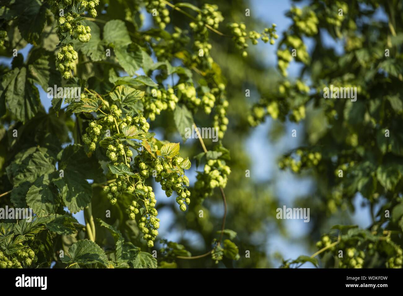Blumen der Hopfenpflanze. Hopfen Ernte. Humulus Lupulus. Landwirtschaft Industrie Thema. Stockfoto