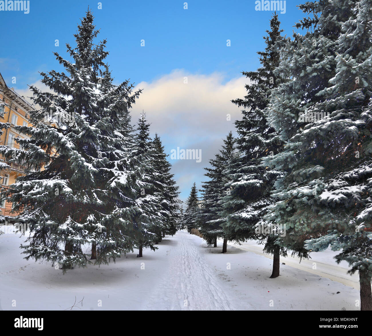Tannen Gasse in der Stadt - Winter Stadtbild. Schönen blauen und grünen Tannen Schnee bedeckt, Laufsteg mit Fußspuren im Schnee zwischen den Tannen. Helle fr Stockfoto