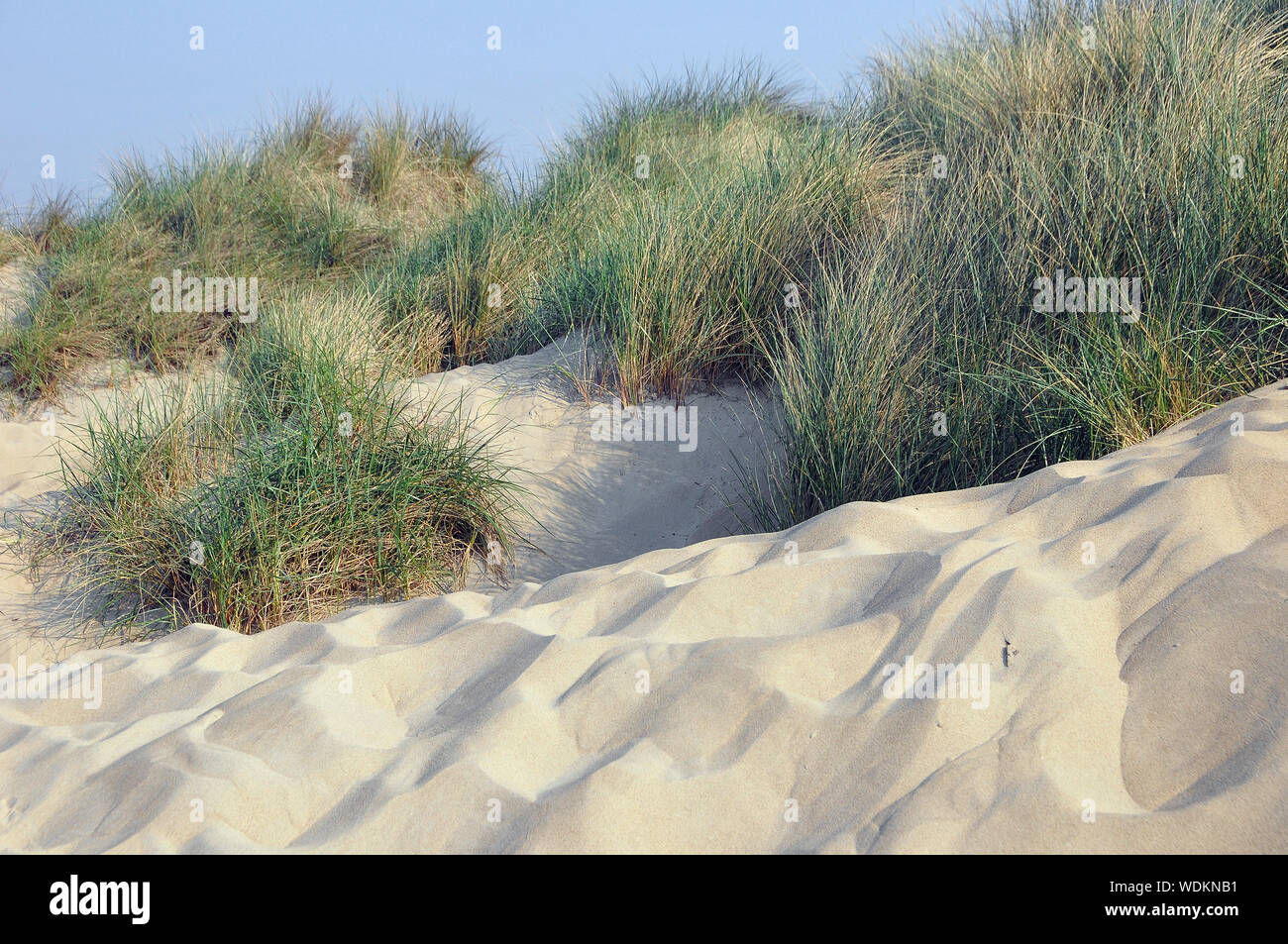 Sandstrand, Nieuw-Haamstede, Zeeland, Niederlande, Europa Stockfoto