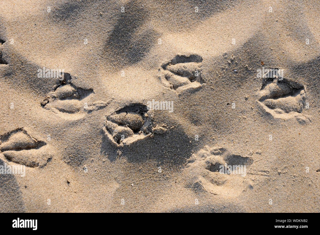 Vogel footprint, Sandstrand, Nieuw-Haamstede, Zeeland, Niederlande, Europa Stockfoto
