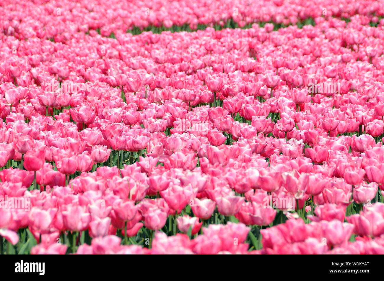 Tulpenfeld, Blume, Feld, Niederlande, Europa Stockfoto