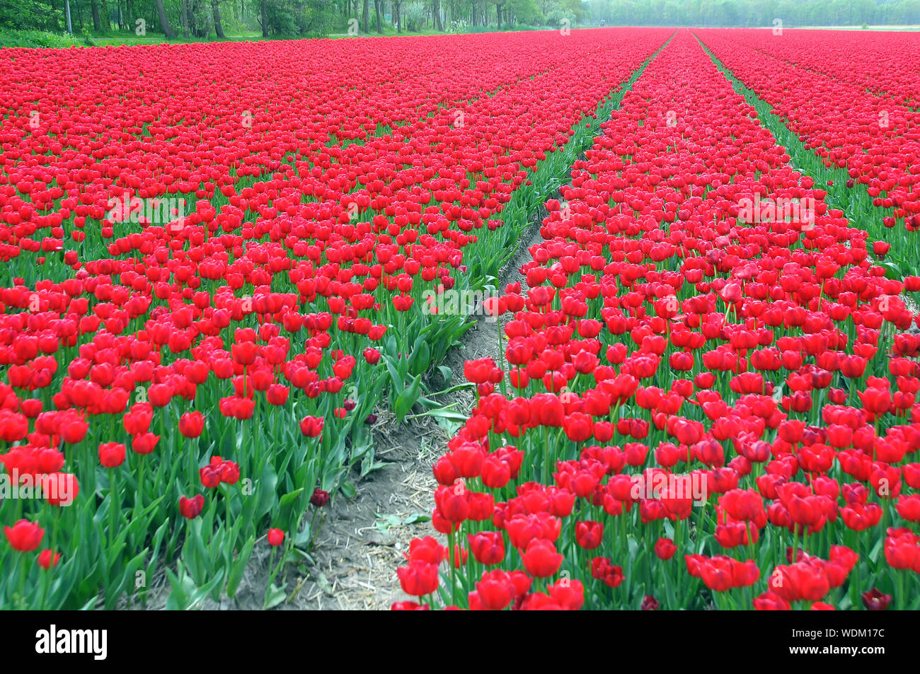 Tulpenfeld, Blume, Feld, Niederlande, Europa Stockfoto