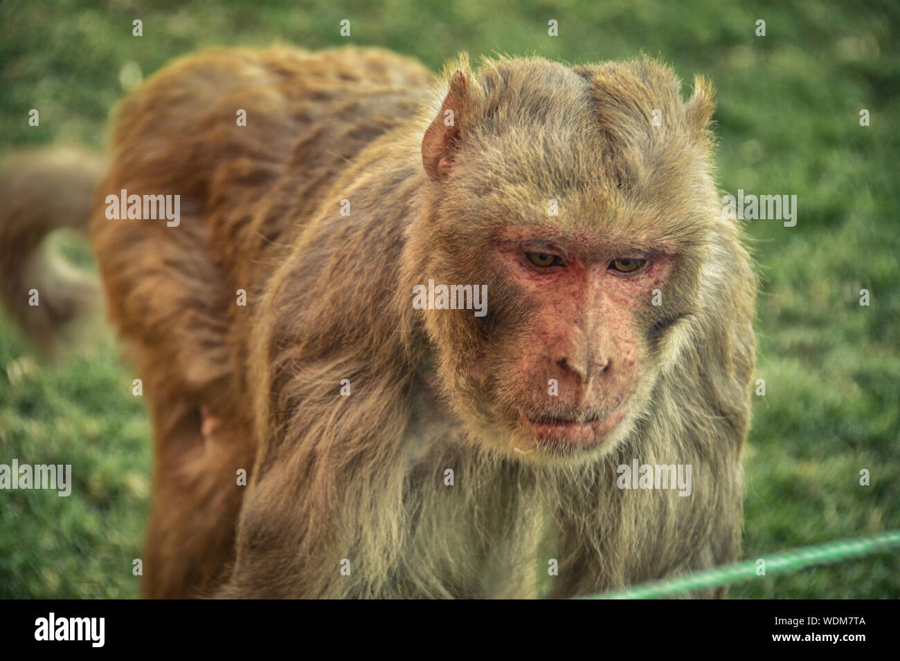 Gefährliche monkey von Agra, Indien Stockfoto