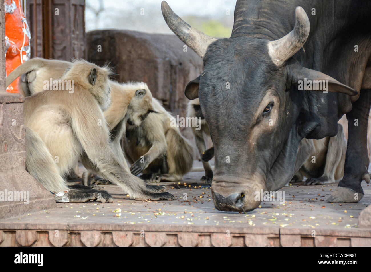 Die Wild- und Haustieren von Indien Stockfoto