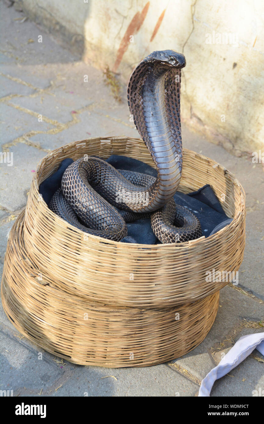 King Cobra Schlange, die größte Giftschlange der Welt Stockfoto