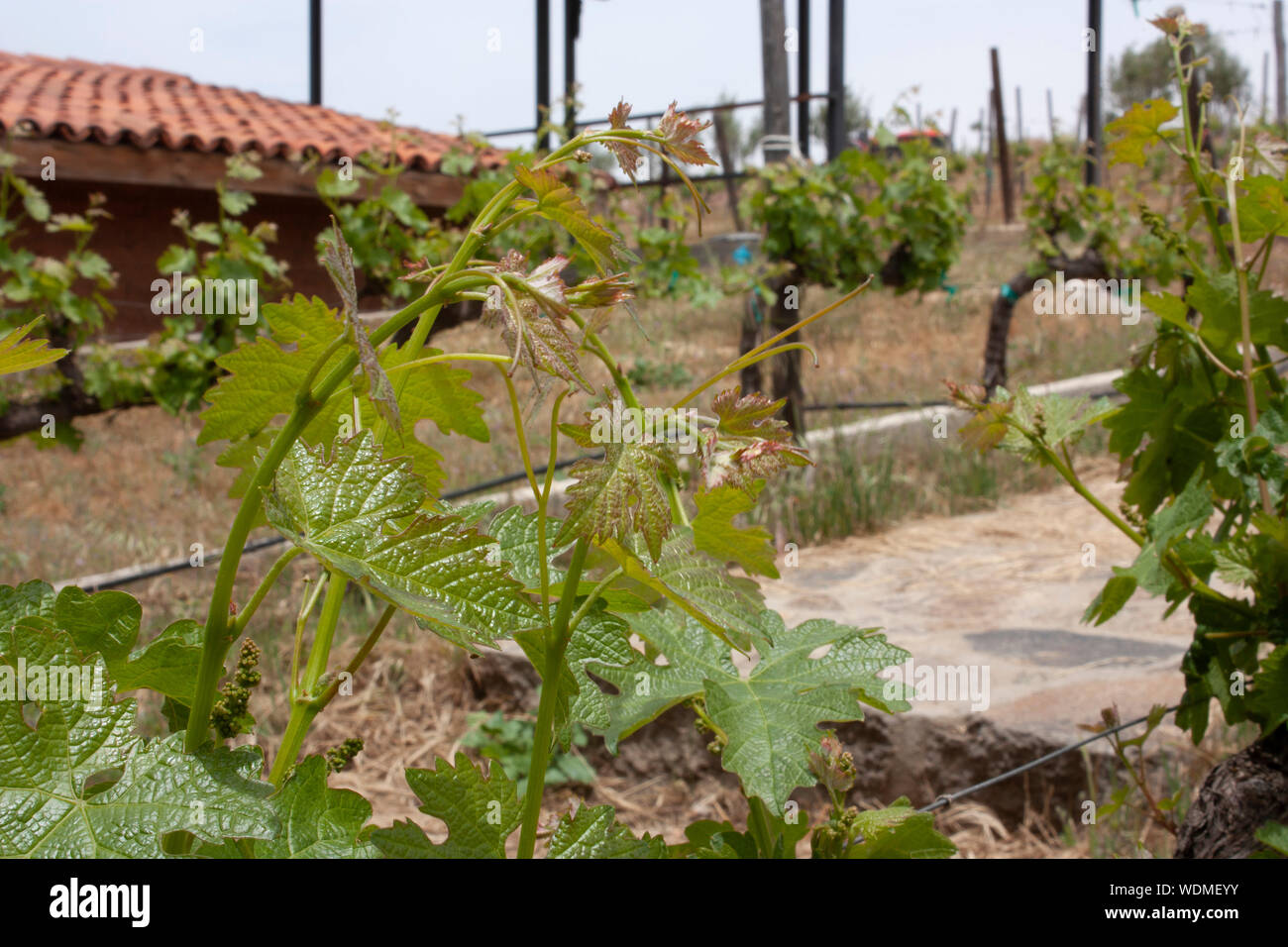 Weinblätter und Baby Trauben gesät im Land der Baja California Mexiko Stockfoto