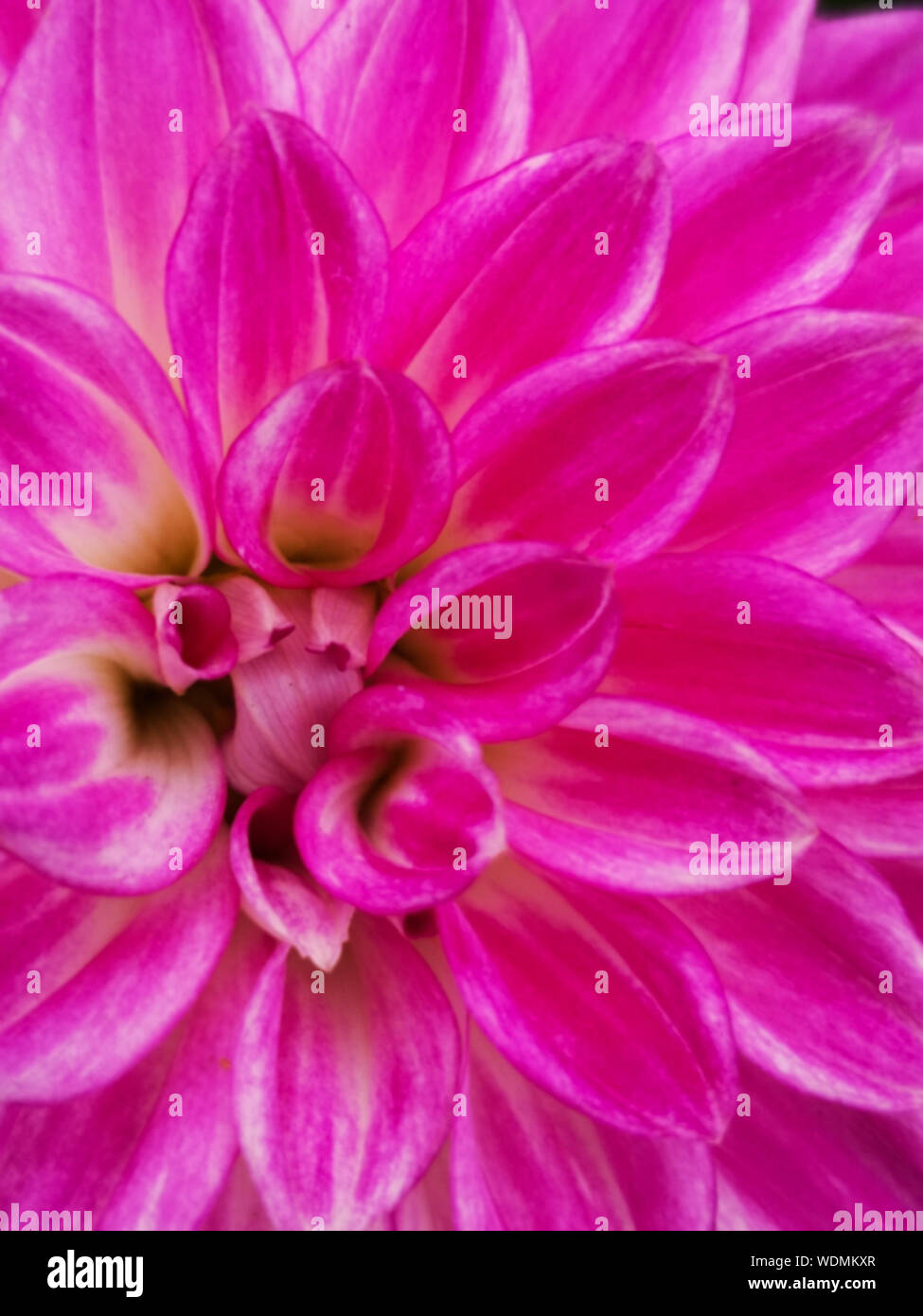 Detailansicht der rosa Blütenblätter einer schönen Dahlie Blume Stockfoto
