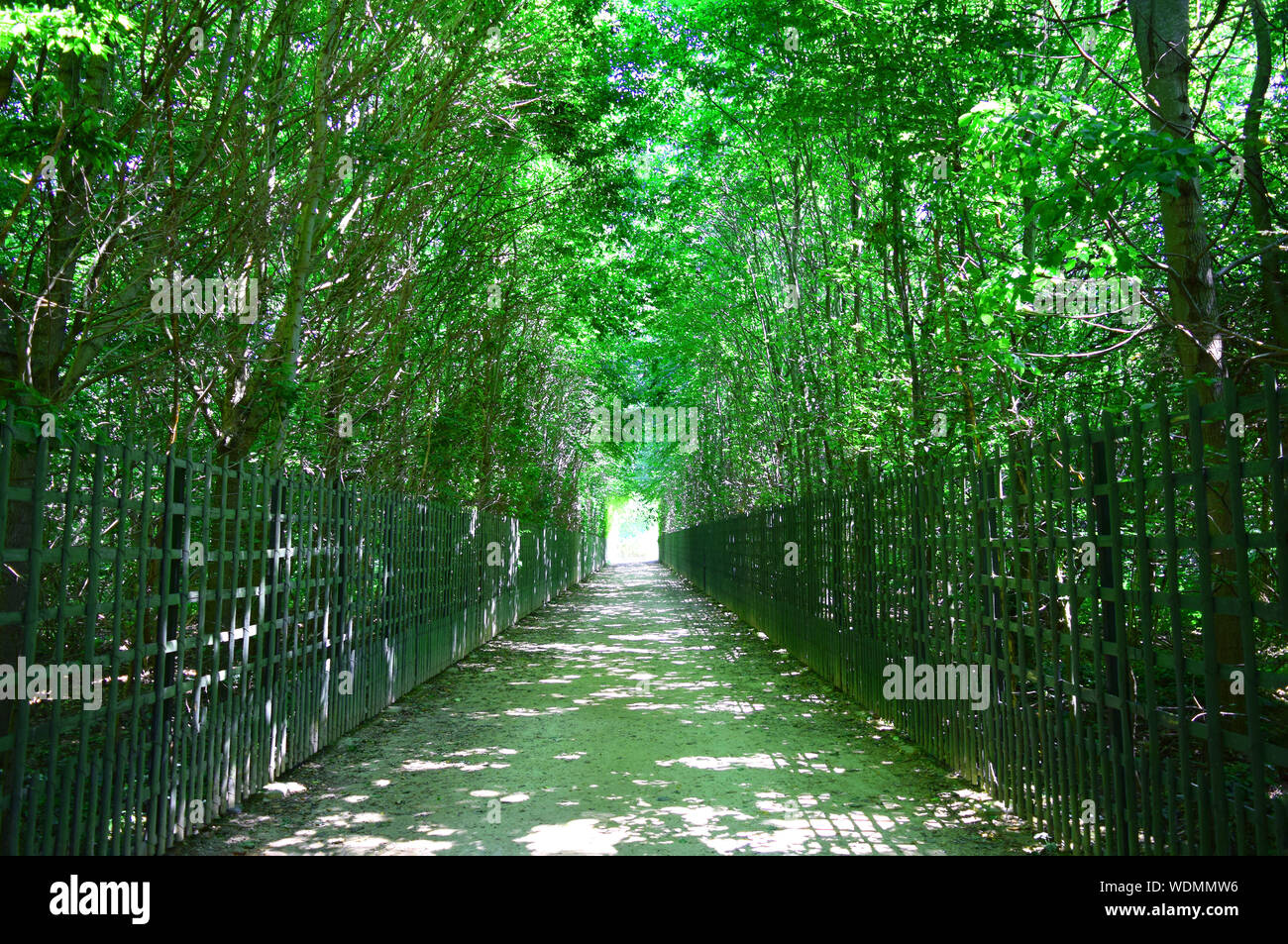 Gänge von grünen Bäumen mit path Zeile in Versailles, Garten, Sommer, sonnigen Tag, Straße nach Nirgendwo. Einen grünen Tunnel der Bäume mit Licht am Ende Stockfoto