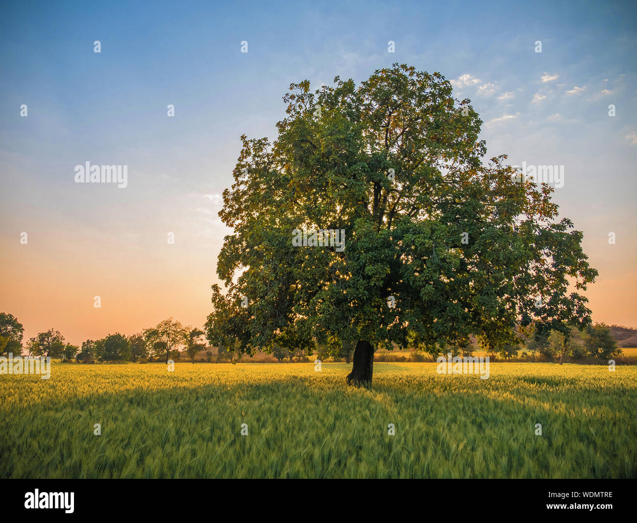 Baum in der Mitte eines organischen Chapati Feld in ländlichen Khajuraho, Madhya Pradesh, Indien, Asien Stockfoto