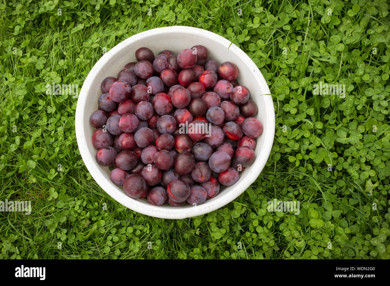 Reife Pflaumen in einer weißen Schüssel auf Gras. Ansicht von oben Stockfoto