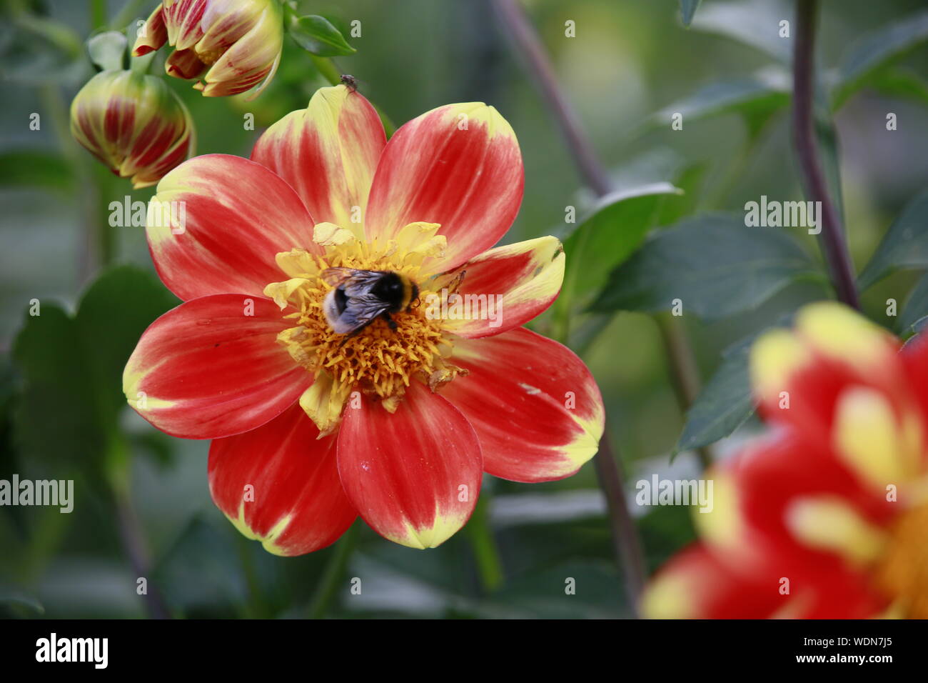 Garten-Dahlie-Hybride Pooh (Dahlia x hortensis) Stockfoto