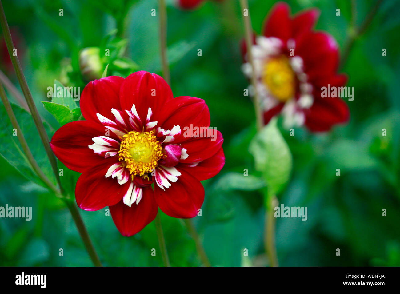 Garten-Dahlie-Hybride Stefanie Hertel (Dahlia x hortensis) Stockfoto