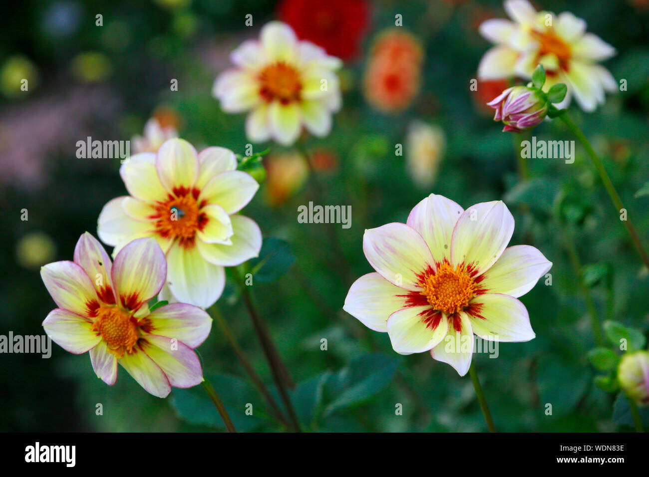 Garten-Dahlie-Hybride Juwel (Dahlia x hortensis) Stockfoto
