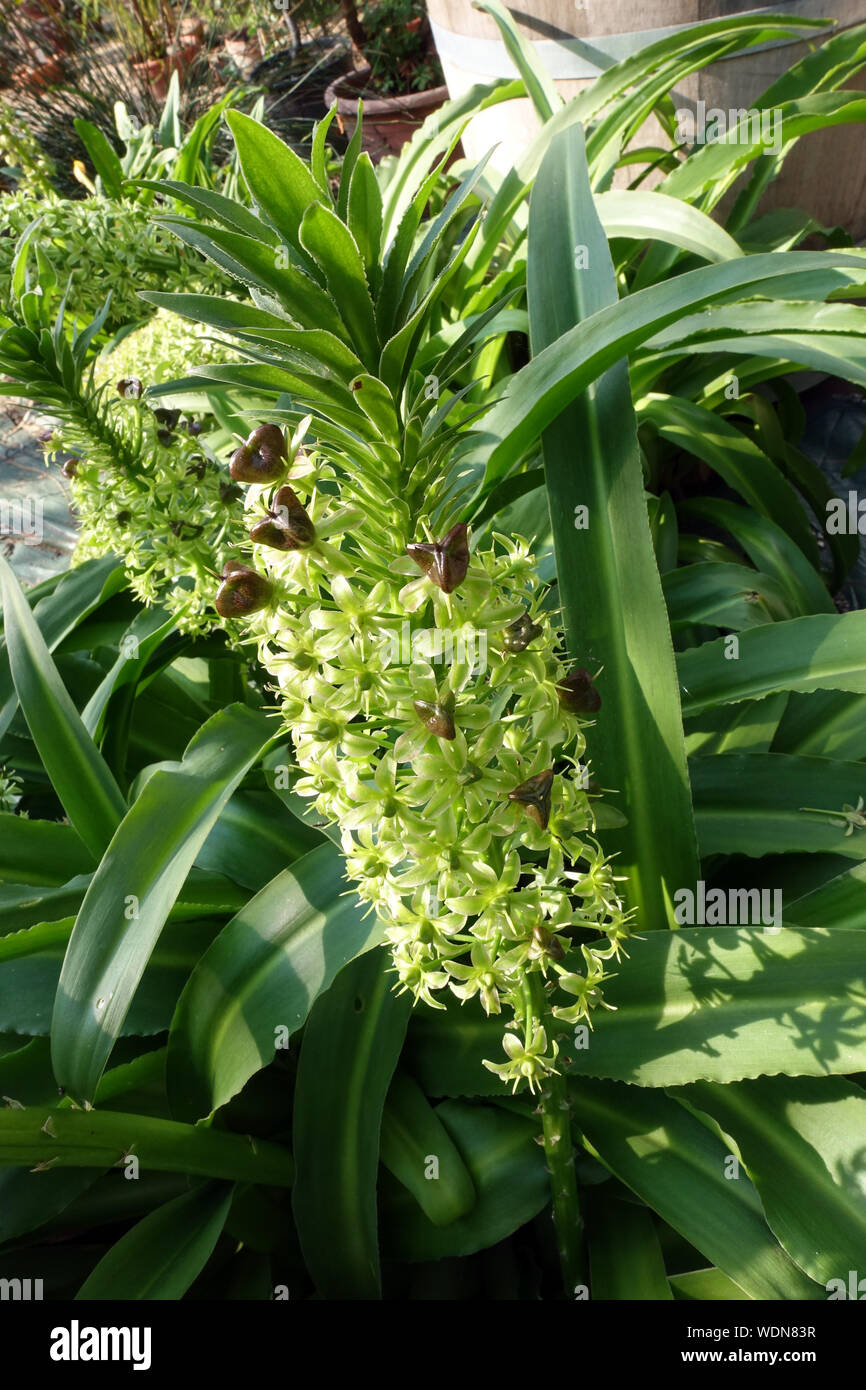 Anananasblume, Anananaslilie (Eucomis comosa), blühende Pflanze im Botanischen Garten, Köln, Nordrhein-Westfalen, Deutschland Stockfoto