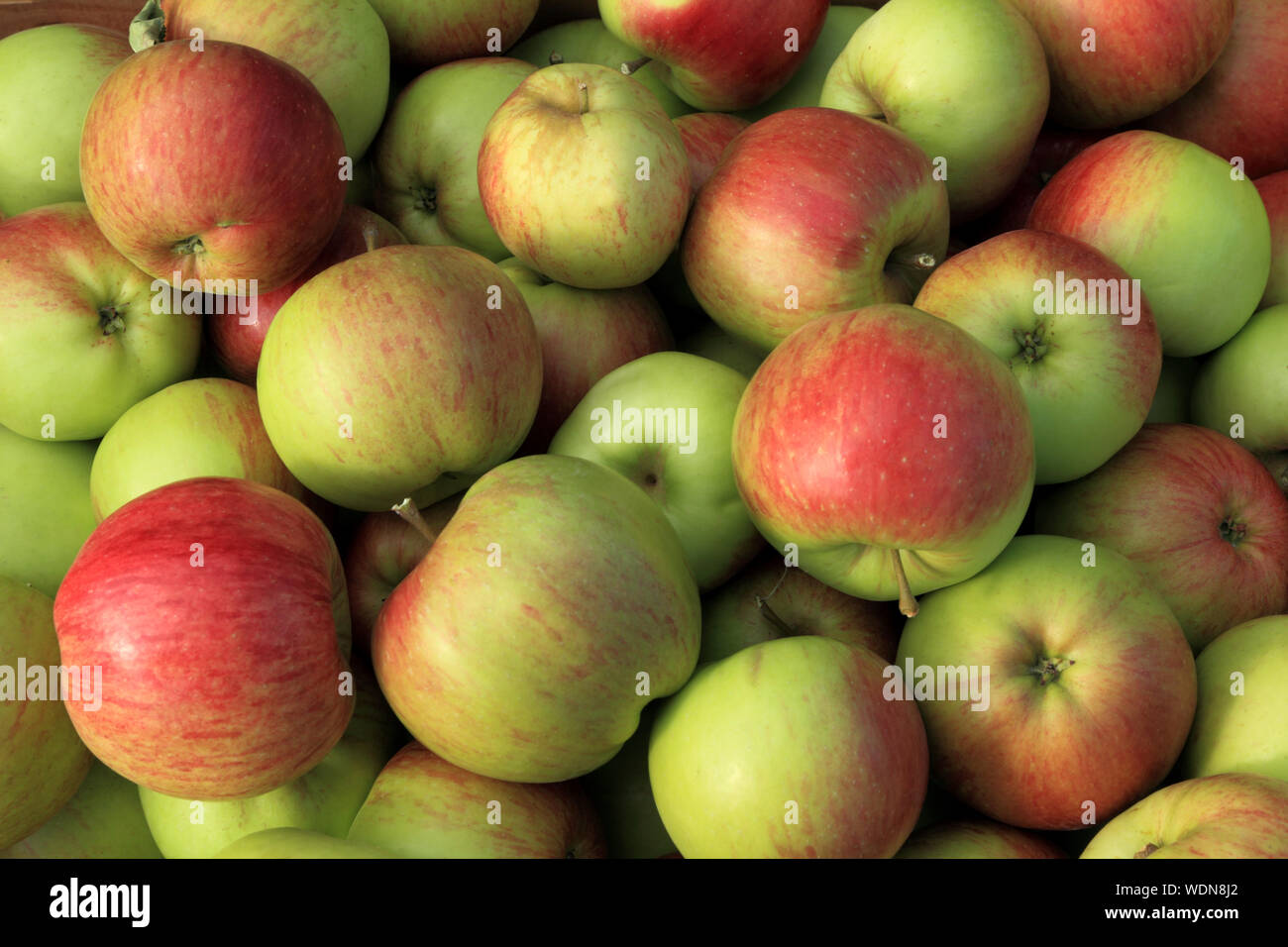 Apple' Laxton's Fortune", Äpfel, köstlich, Malus Domestica, Hofladen, Anzeige Stockfoto