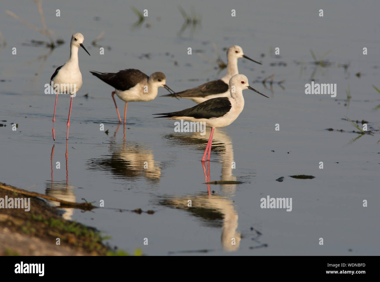 Gruppe von Black-winged Stelzenläufer (Himantopus himantopus) Ernährung im flachen Wasser ihre Reflexion angezeigt. Stockfoto