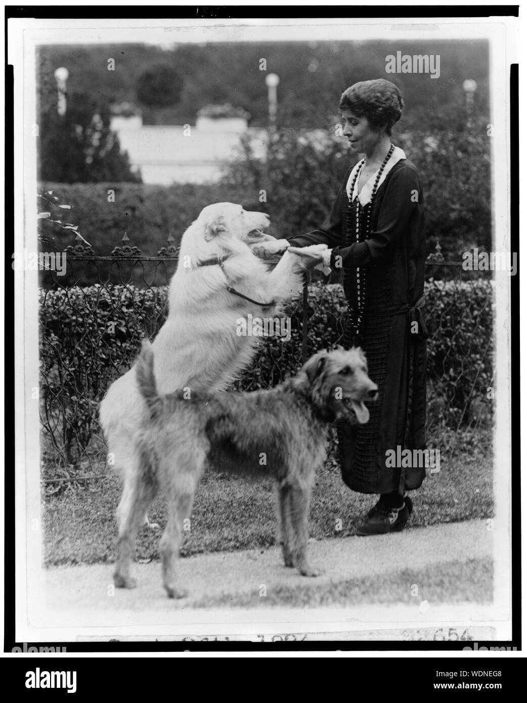 Grace Coolidge mit zwei Hunden, mit denen die vorderen Pfoten eines abstrakten/Medium: 1 Fotoabzug. Stockfoto