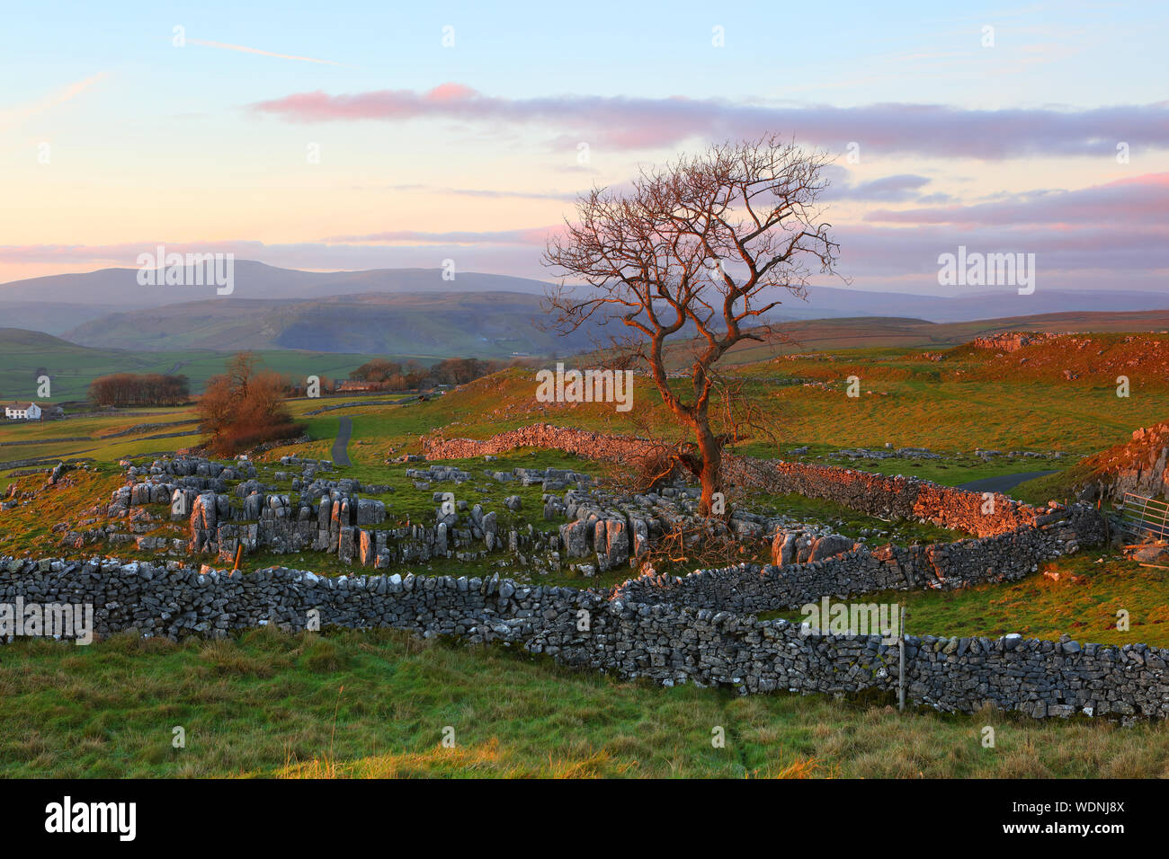 Warmes Abendlicht Baden ein Baum aus der Kalkstein Fahrbahn in Winskill Steine, Yorkshire Dales National Park, England wächst. Großbritannien Stockfoto