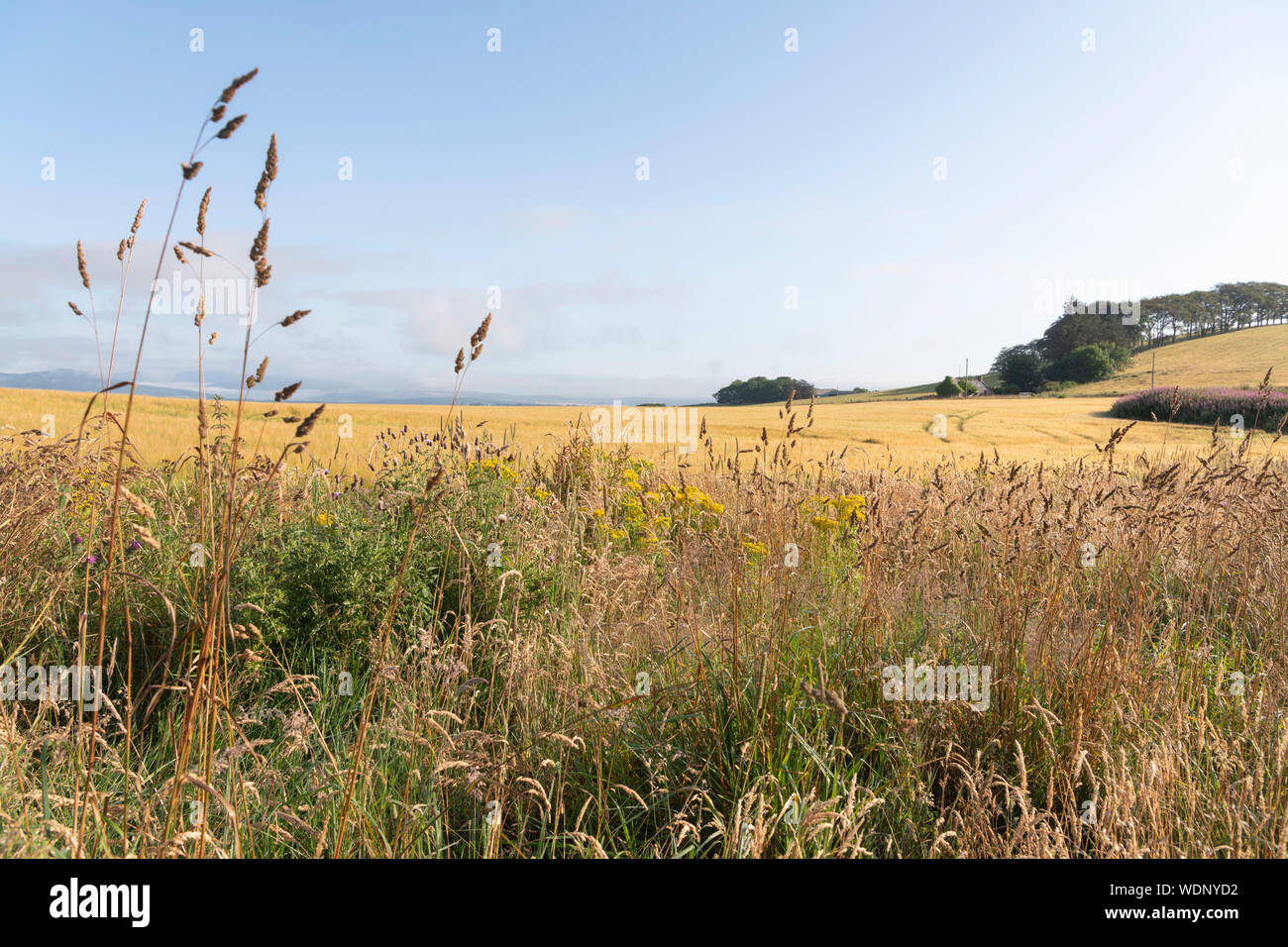 Eine Vielzahl von Gräsern und Wildblumen, einschließlich Ragwort, Disteln und Rosebay Weidenröschen, einem Wildlife Refuge am Rande eines Feldes von Gerste zur Verfügung stellen Stockfoto