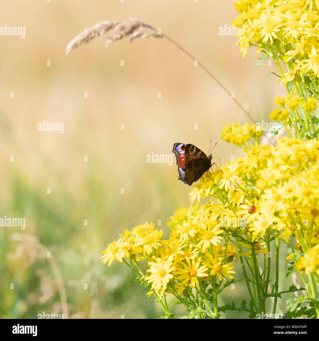 Ein Schmetterling (Aglais IO), der auf gewöhnlichem Ragwurz (oder Tansy Ragwort) am Rand eines Gerstenfeldes sitzt Stockfoto