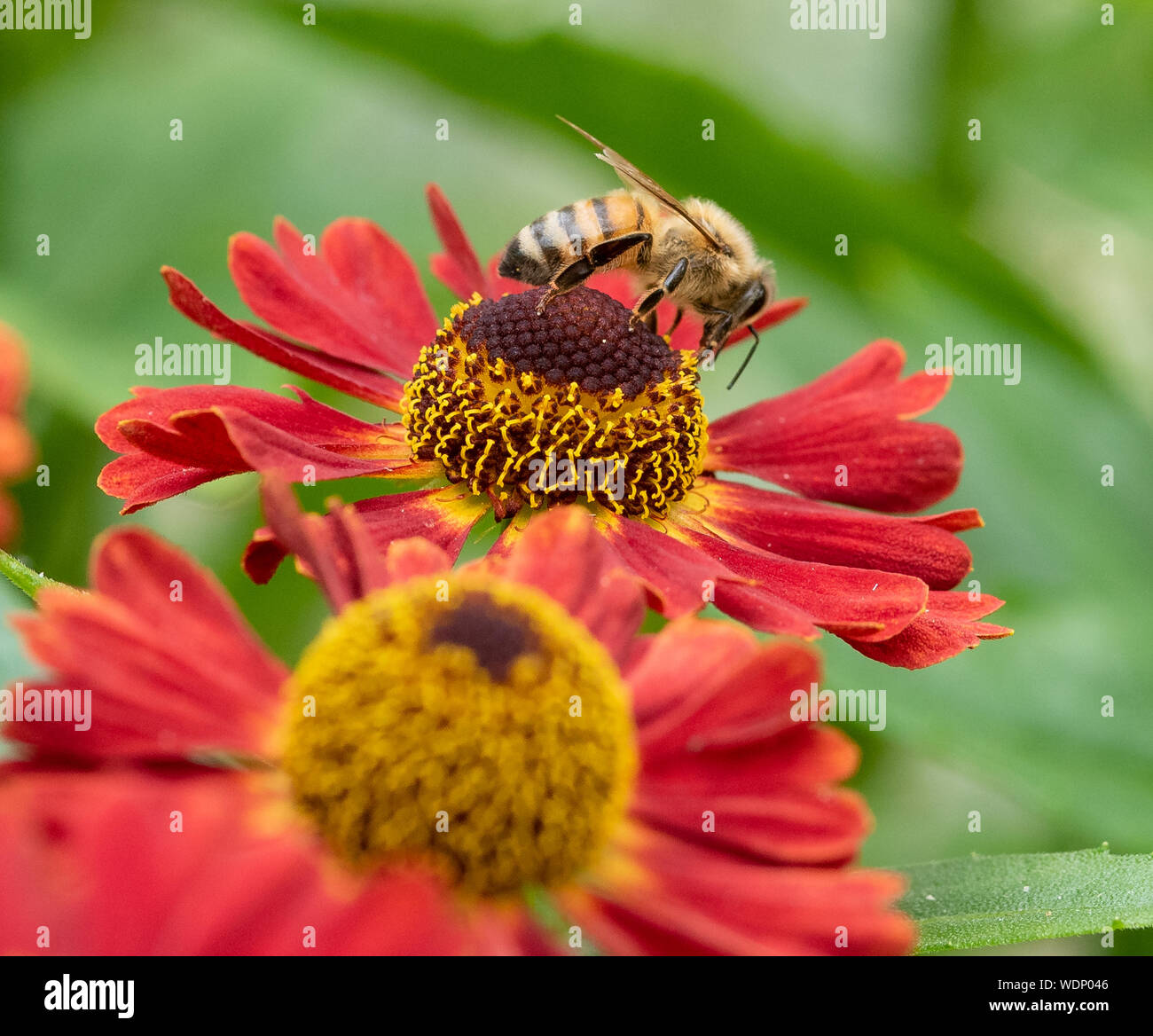 Makrofotografie Nahaufnahme eines Honey Bee Pollen sammeln auf einem roten Helenium Blume Stockfoto