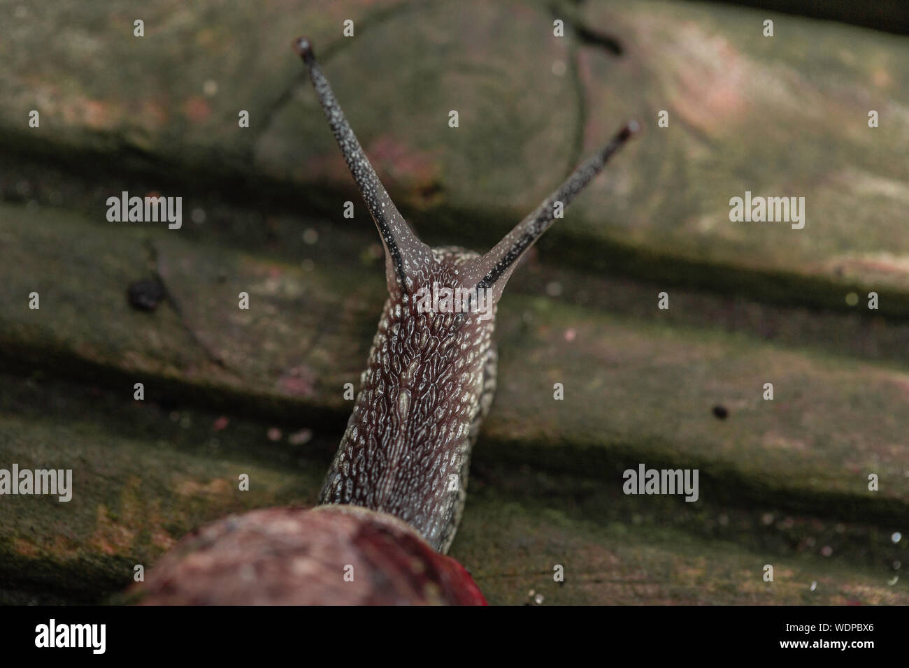 Closeup schoss der Schnecke vorwärts bewegen Stockfoto