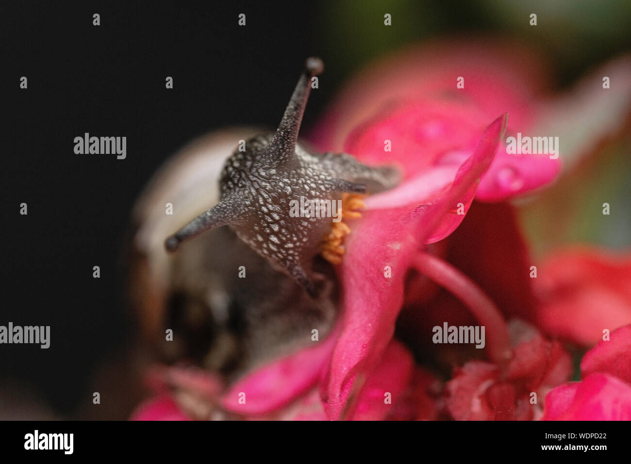 Closeup Schuß von der Schnecke und eine rosa Blume Stockfoto