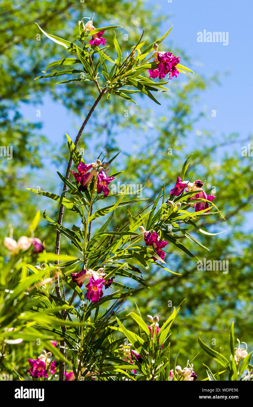 Desert Botanical Garden Desert Willow Stockfoto