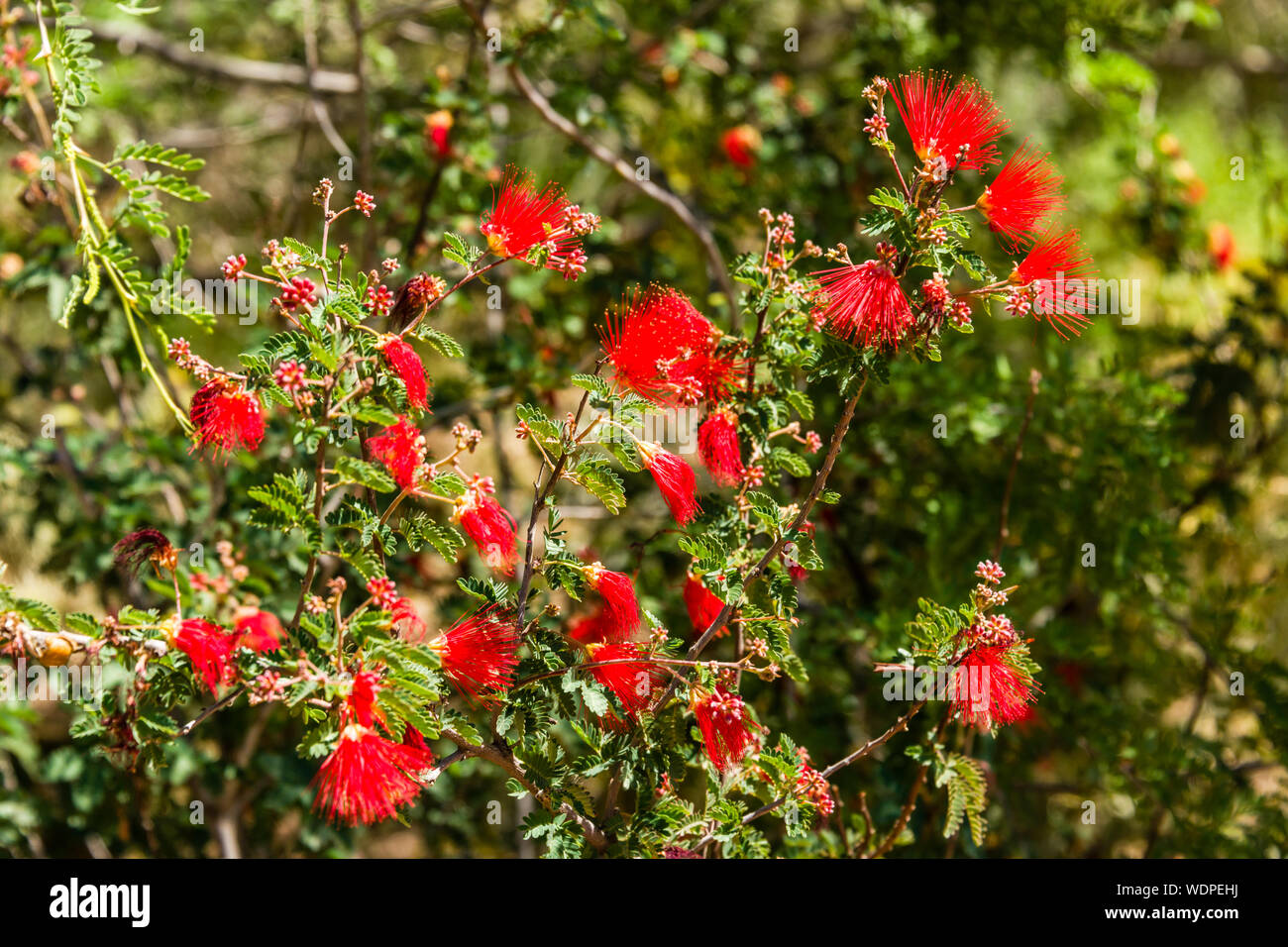 Desert Botanical Garden Baja Fairy Duster Stockfoto