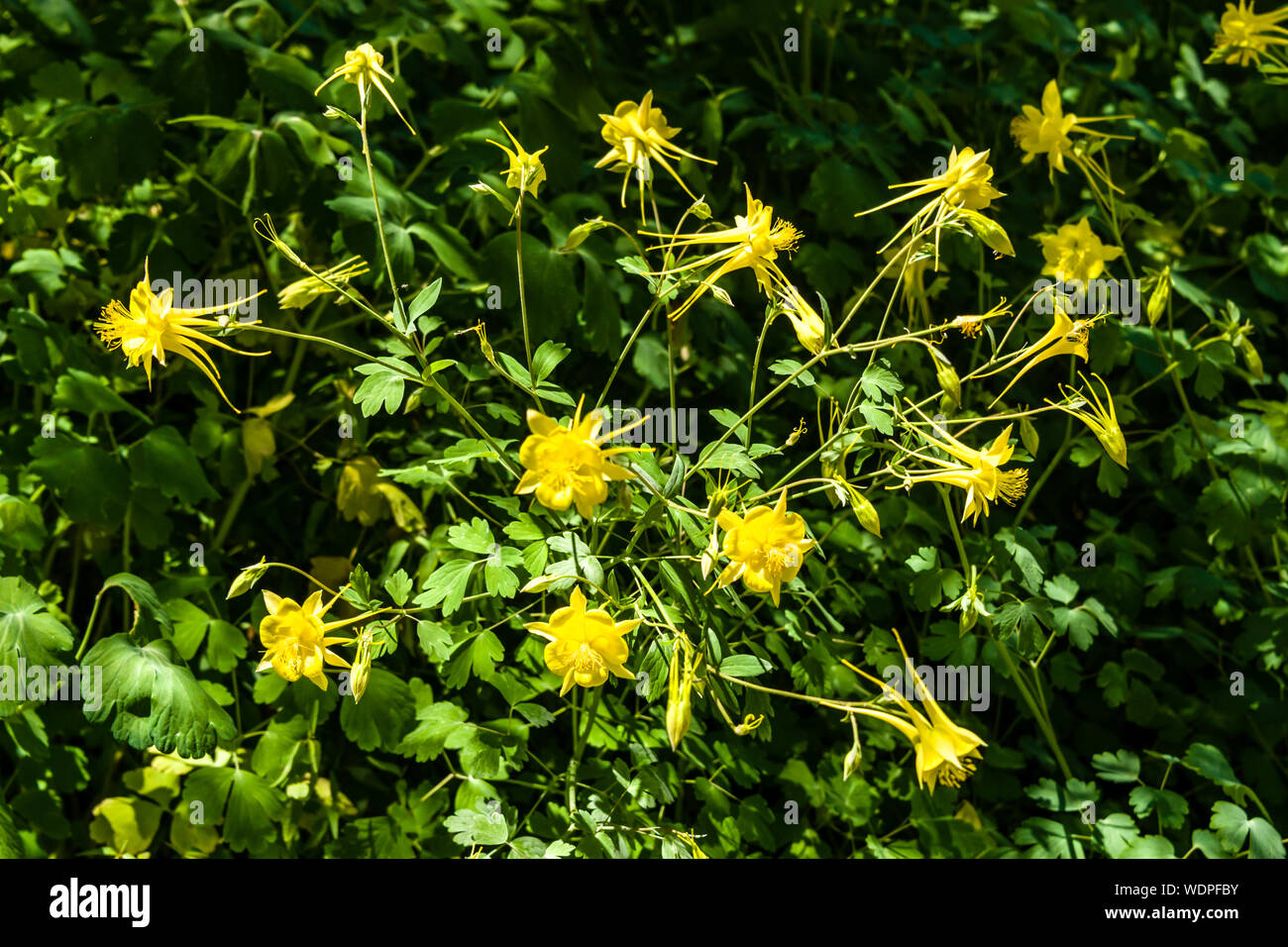 Desert Botanical Garden Golden Columbine Stockfoto