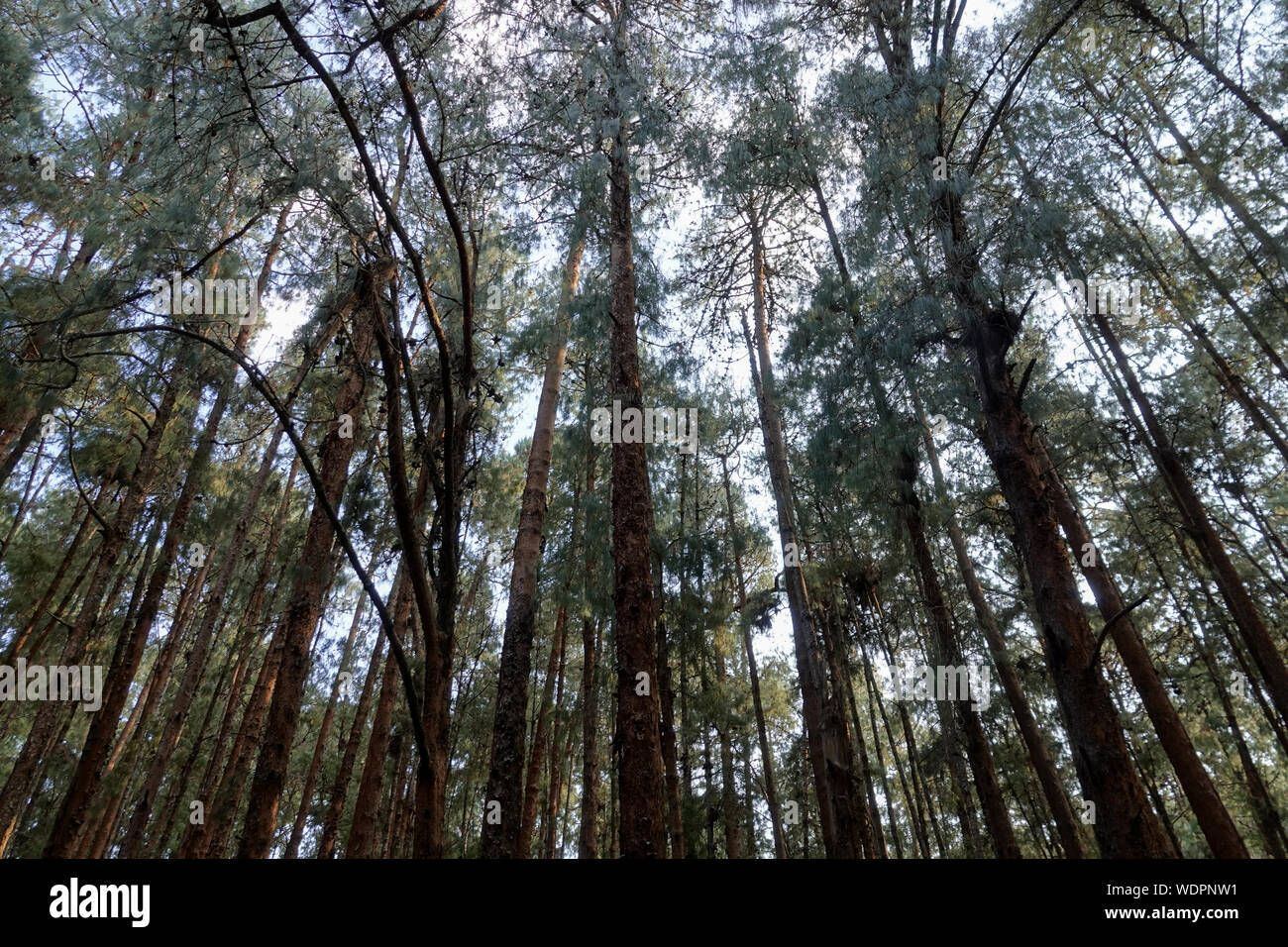 Touristische Attraktion Bilder in Kodaikanal tamilnadu Indien von oben auf dem Hügel. Bild zeigt die schöne Natur. Stockfoto