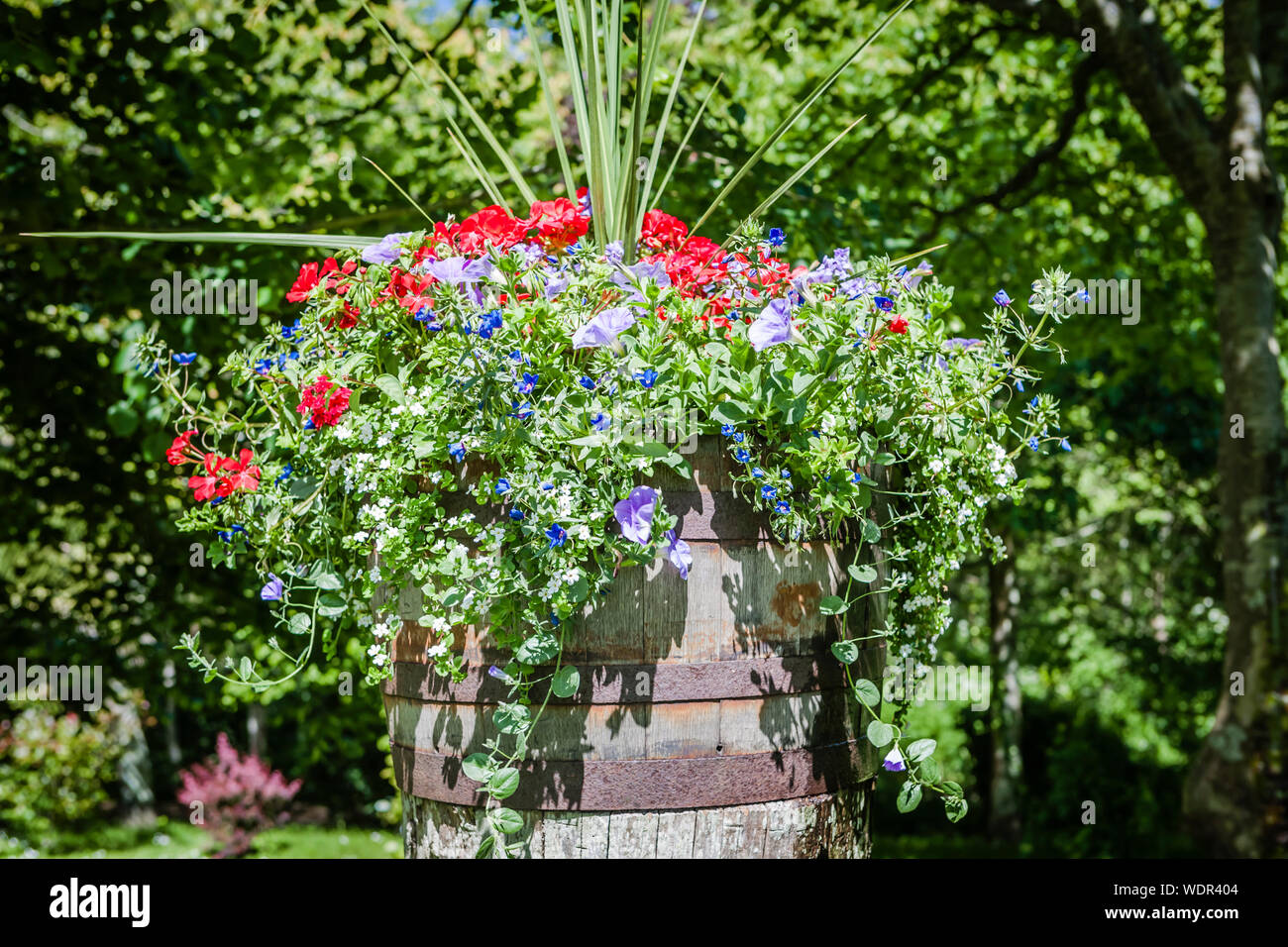 Schöne helle und bunte Sommerblumen in Töpfen in einem schönen Land Garten Stockfoto