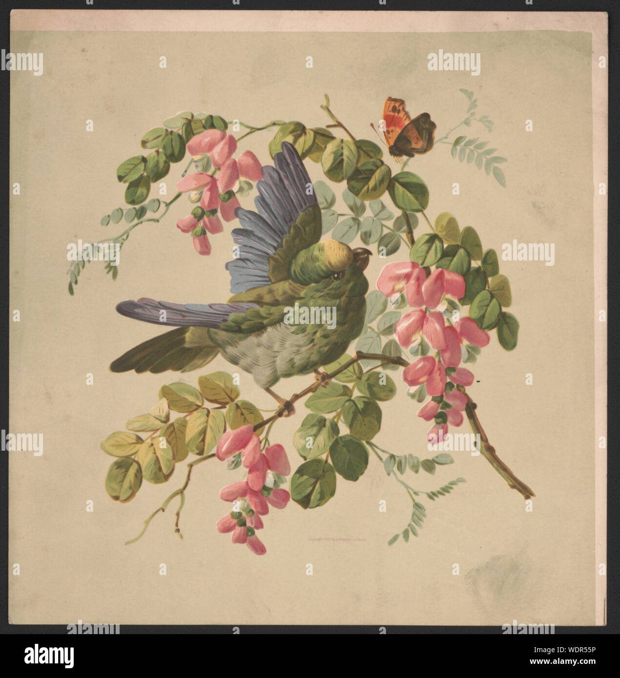 Green Parrot und akazie Abstract / Medium: 1 Print: chromolithograph Blatt 22,5 x 22 cm. Stockfoto