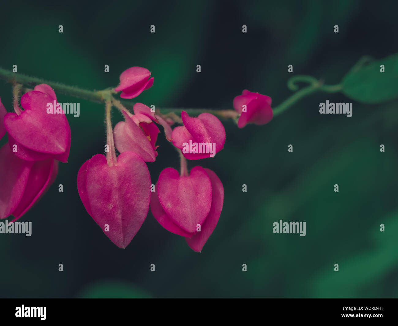 Blutende Herzblume Stockfotos Und Bilder Kaufen Alamy